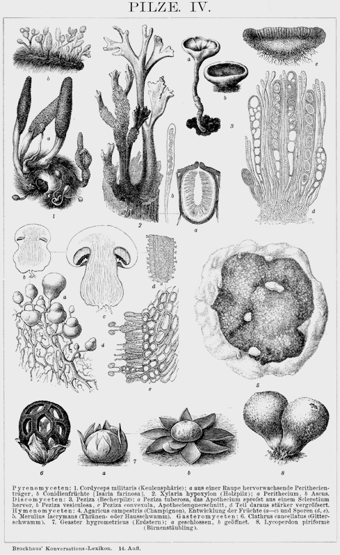 Image with all kind of mushrooms